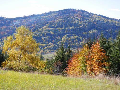 a group of trees on a hill in front of a mountain at Apartamenty przy Hotelu Żywieckim in Przyłęków
