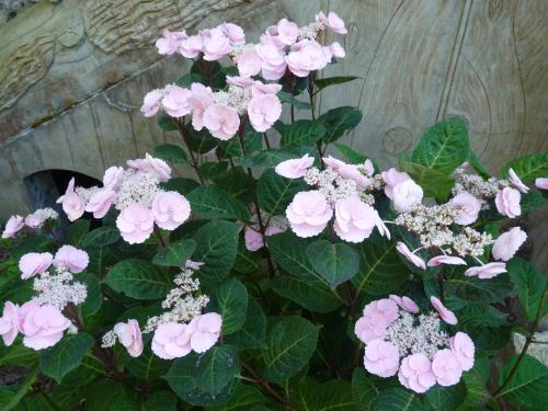 a bunch of pink flowers on a plant at Le point d'orgue in Pineuilh