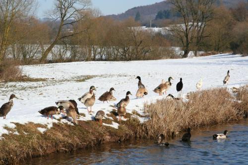 a flock of ducks in the water in the snow at Im-Pruemtal in Pronsfeld