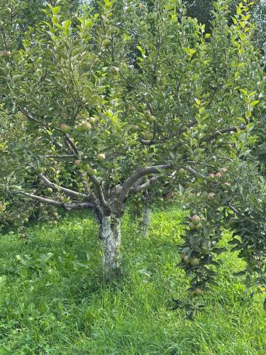 an apple tree in the middle of the grass at NUR House in Kara-Koo