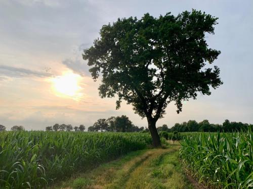a tree in the middle of a field at d'oude hoeve in Rijsbergen