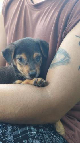 a small dog sitting on the arm of a woman at Yes Hostel Varkala - Black Beach Road in Varkala