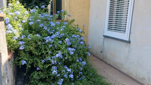 Un arbusto de flores azules junto a una ventana. en Plumbago, en Torre del Lago Puccini