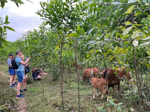 a group of people standing in a forest with cows at Daily Free Trekking Tour - Nguyen Shack in Phong Nha