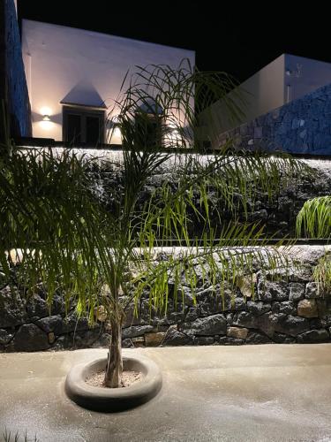 a small palm tree in a pot in front of a building at Koniko Santorini Private Pool Villas in Santorini