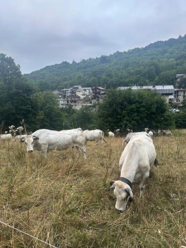 a group of white cows grazing in a field at Casa Olivera in Limone Piemonte