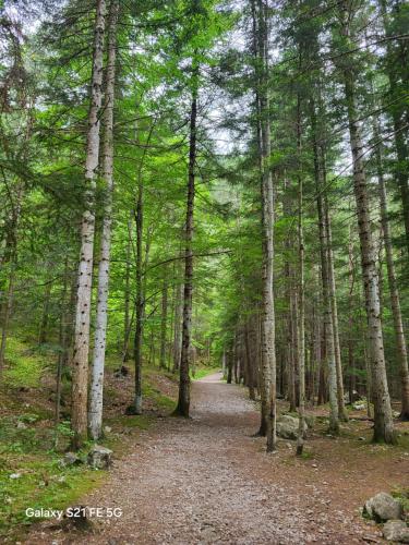 a path through a forest with trees on a trail at Logement parents CAMP BASKET SUPERDEVOLUY in Le Dévoluy