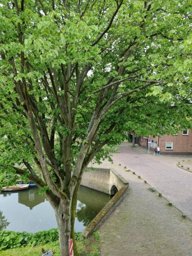 a tree next to a river with a bridge at Aan de Burgwal in Enkhuizen