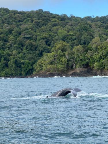 a dolphin swimming in the water near a forest at Hibiscus House Nuquí in Nuquí
