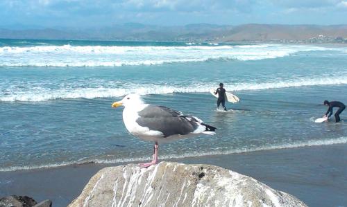 a seagull standing on a rock on the beach at Morro Crest Inn in Morro Bay