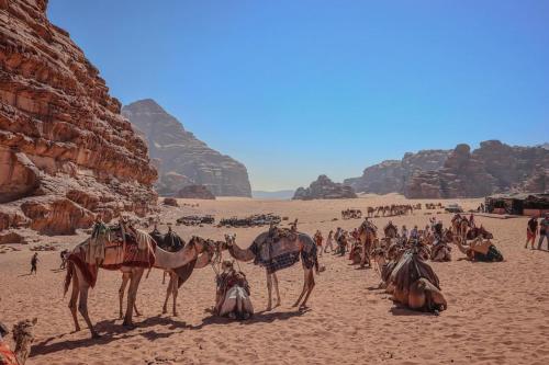a group of people with camels in the desert at Kinda Rum Luxury Camp in Wadi Rum