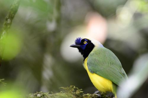 a green and yellow bird sitting on a tree branch at Casa Alto Bonito in Yumbo