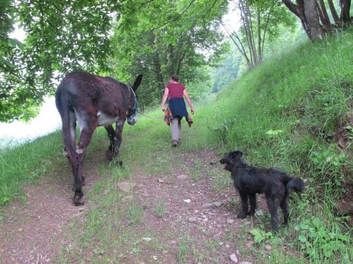 a woman walking down a path with a donkey and a dog at Meiro di Choco in Pradleves