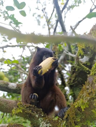 a monkey sitting in a tree holding a banana at Hotel Tari in Mocoa