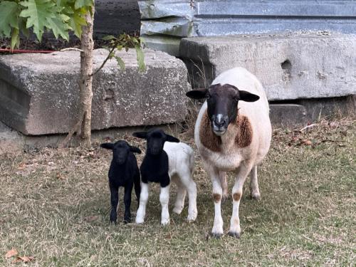 a sheep and two lambs standing in the grass at Private country 1 Bedroom Cabin in Landsborough