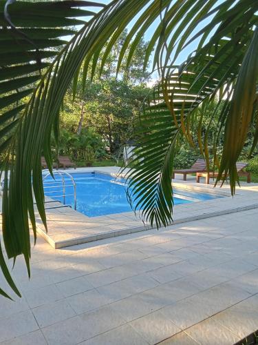 a palm tree branch next to a swimming pool at Jungle View Resort in Ko Chang