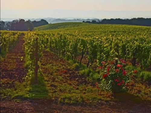a field of sunflowers and a dirt road at Montana Escape, Tuscan Stay in Chiusdino