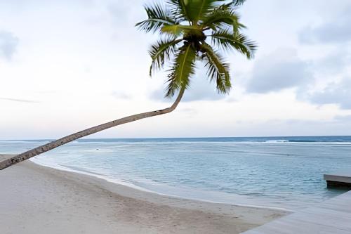 a palm tree on the beach with a bench at Caribbean Sunscape Beachfront Apartment in La Puntica de Juan Dolio