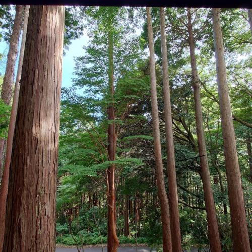 a group of tall trees in a forest at 熱川ヒュッテ in Higashiizu
