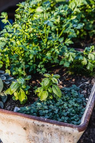 a planter filled with plants and rocks at Capers Cottage and Barn Accommodation in Wollombi