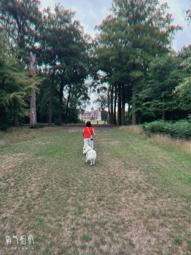 a person walking a white dog in a field at The Green Mile in Aalter