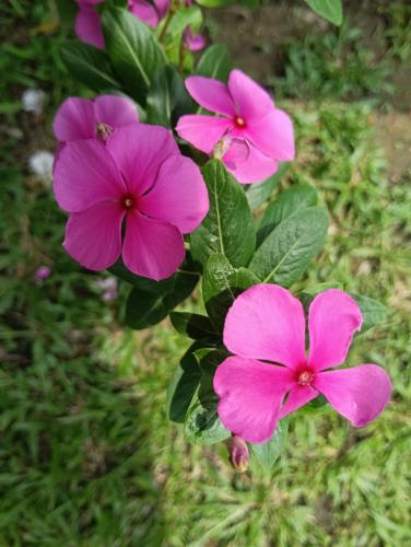 a group of pink flowers with green leaves at Air Puteri Rest House in Mersing