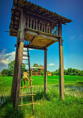 a man standing on a ladder under a wooden tower in a field at Babai Outback Adventures PVT LTD in Bardia