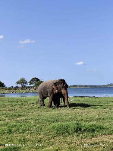 ホテルの敷地内または近くにいる動物