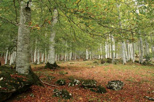 a forest of trees with leaves on the ground at Hotel Lemik in Alsasua