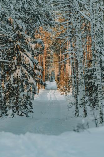 a path through a forest with snow covered trees at Serenity Levi - Hot Tub & Sauna in Levi