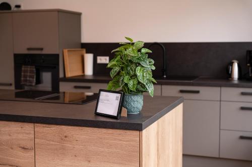 a potted plant sitting on a counter in a kitchen at Boutique Studio im Herzen TBBs in Tauberbischofsheim