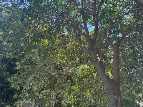 a tree with lots of branches and green leaves at Luxury Apartment Bedro in Nea Kalikratia