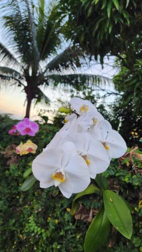 a group of white flowers with a palm tree in the background at Pousada Casa de Beata in Salvador
