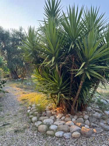 a couple of palm trees on a gravel road at L'Oasi in Auletta
