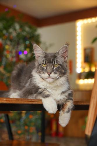 a cat sitting on a table in front of a christmas tree at Ninh Binh Kong's Homestay in Nguyên Ngoại