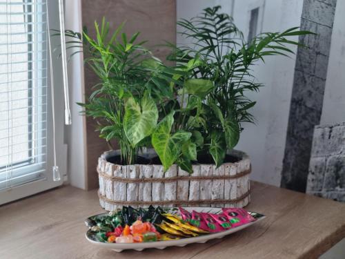アパートメントの敷地内または近くでの食事または食べ物