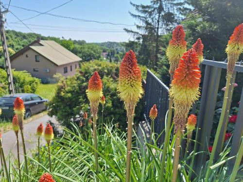 a bunch of colorful flowers in a yard at Happy Home Apartman in Miskolctapolca
