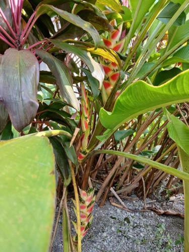 a close up of a plant with a flower at DUMAHOSTEL in Daro