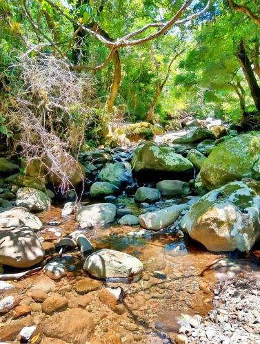 a stream of water with rocks in a forest at Kenai Mountain View in Concepción