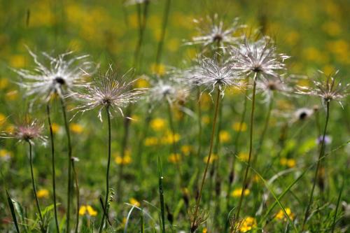 a bunch of dandelions in a field of grass at Ferienwohnungen Holder in Anhausen