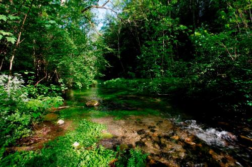 a stream in the middle of a forest at Ferienwohnungen Holder in Anhausen
