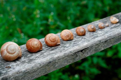a group of snails on a wooden rail at Ferienwohnungen Holder in Anhausen