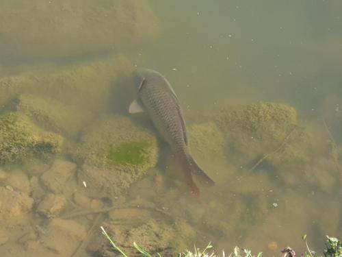 a fish swimming in a body of water at au grain de folie in Lubersac