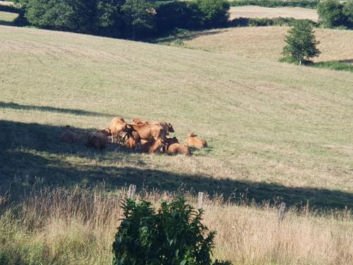 a group of animals laying in a field at au grain de folie in Lubersac