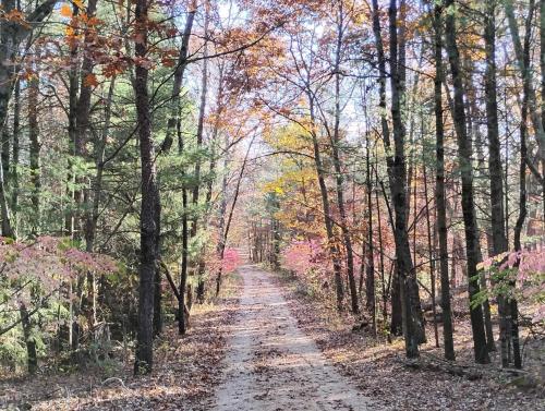 a dirt road through a forest in the fall at The River Cabin in Mauston