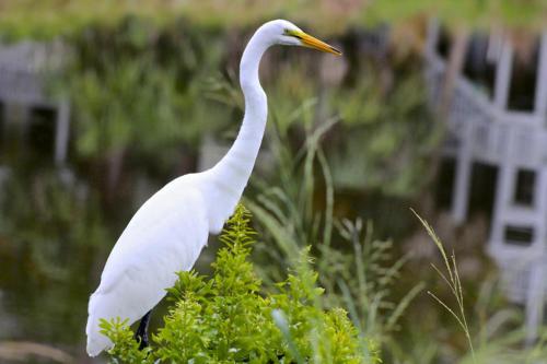 a white bird standing on top of a bush at Distinctive Island Living - 835 Bonito Rd, Fripp Island in Fripp Island