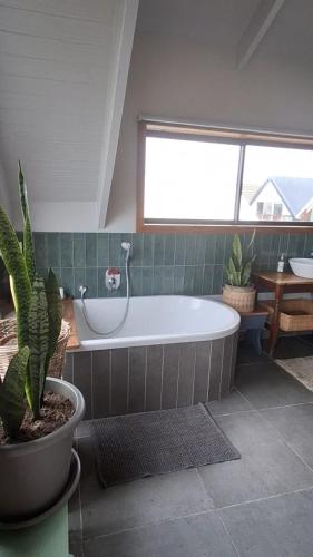 a bathroom with a tub and a potted plant at Whalecome - Witsand Beachfront House in Witsand