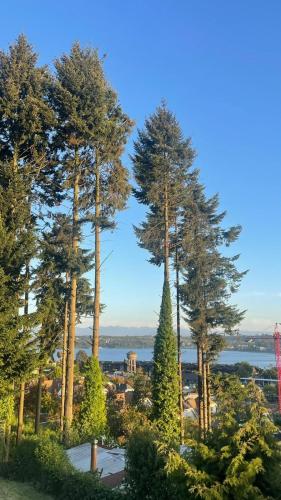 a view of trees and the water in the background at Cabaña céntrica con vista al lago in Puerto Varas