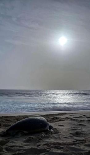 a turtle laying on the beach near the ocean at Pink Beaches Guest Houses in Al Ḩadd