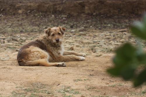a brown dog laying on the ground in the dirt at El Rincón de Nukuri by Looking Samaipata in Samaipata